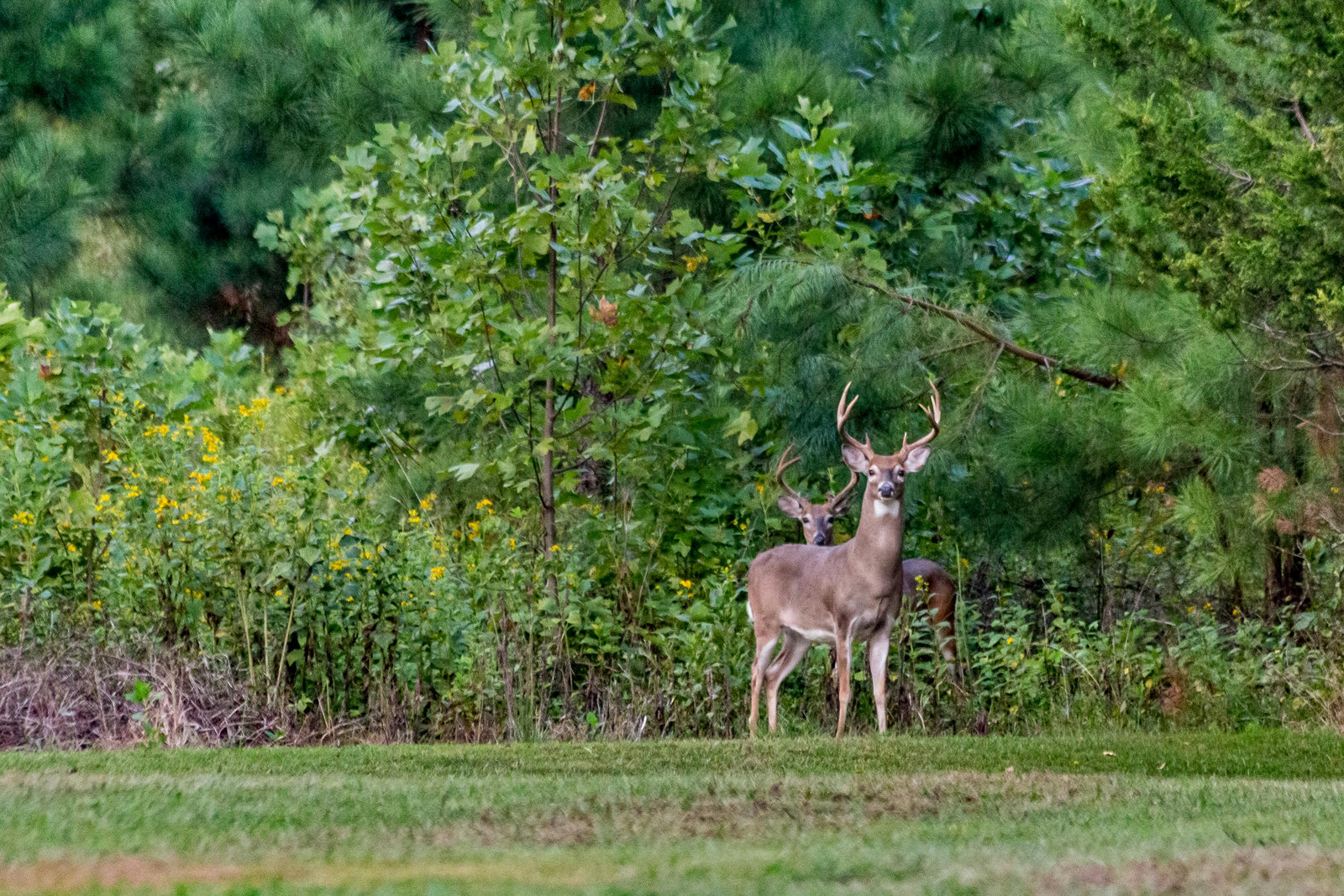 Food Plot Seed, Fertilizer & Herbicides