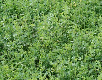 Monsterbuck Alfalfa 6 Lb