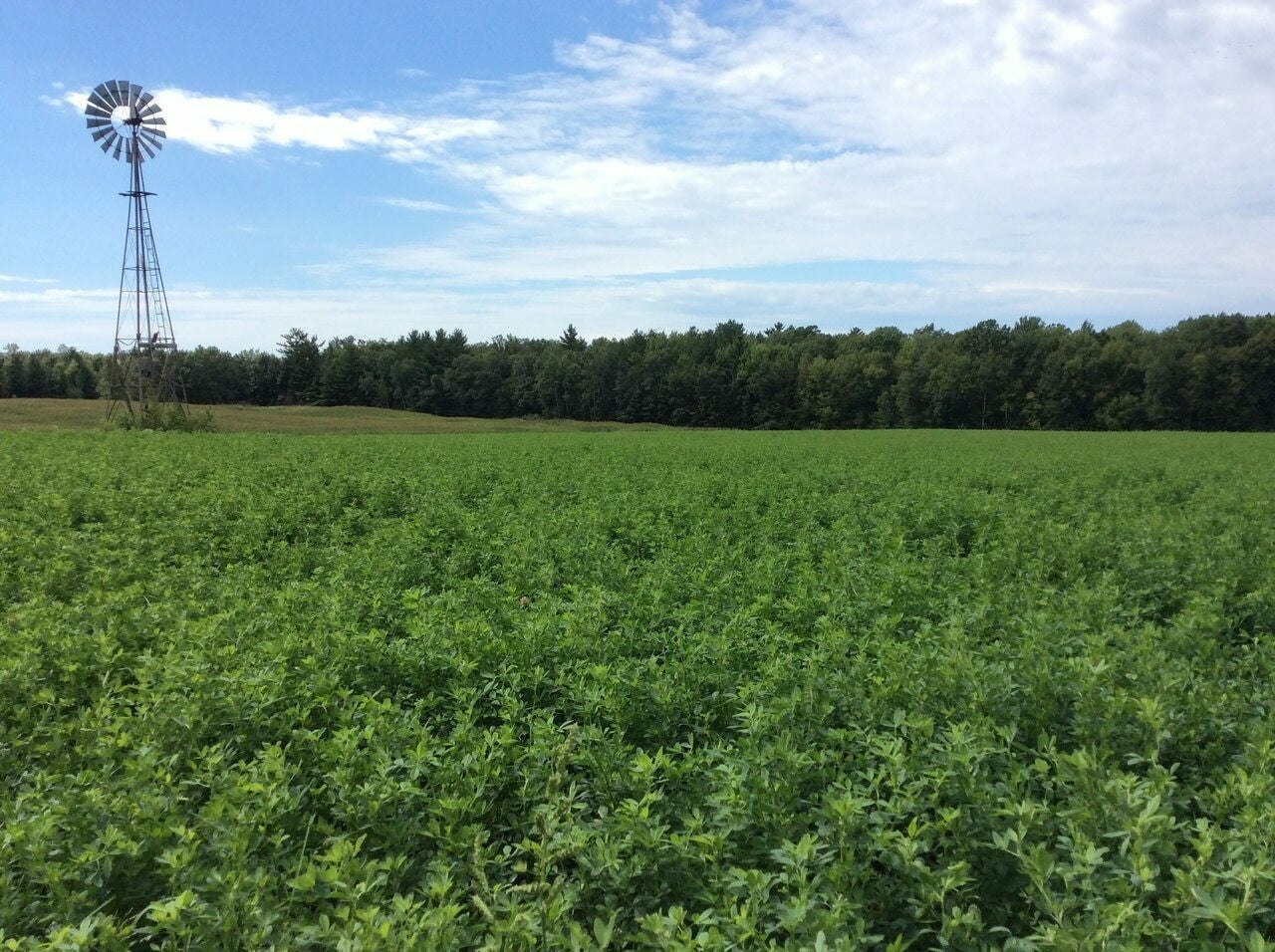 Owen Reigler's custom Alfalfa/ Clover Mix 15 Lb