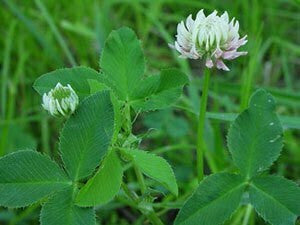 Monsterbuck Alsike Clover 3 Lb