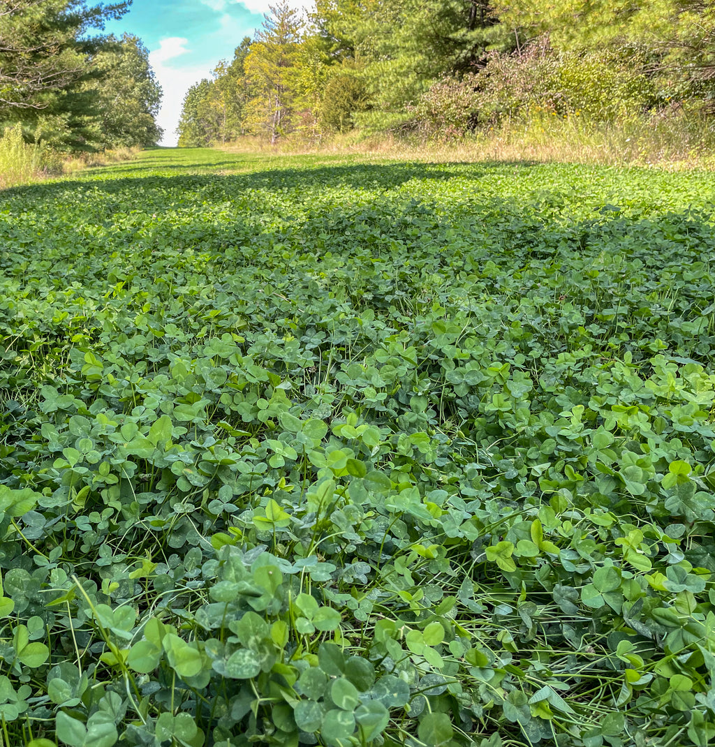 Monsterbuck Clover Mix 5 LB