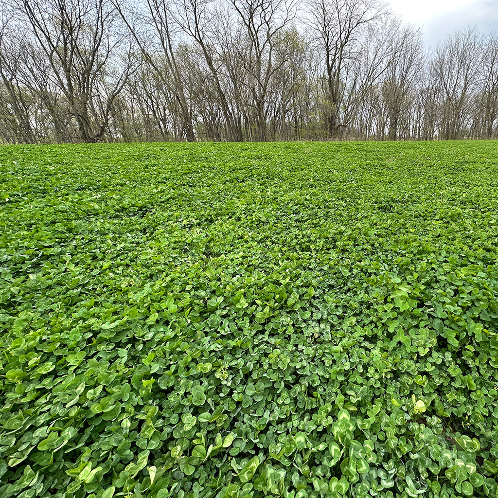 Monsterbuck Clover Mix 10 Lbs