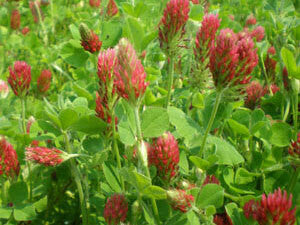 Monsterbuck Crimson Clover 20 Lb