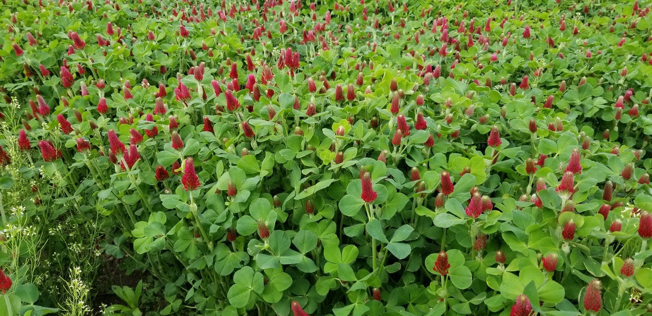 Monsterbuck Crimson Clover 20 Lb