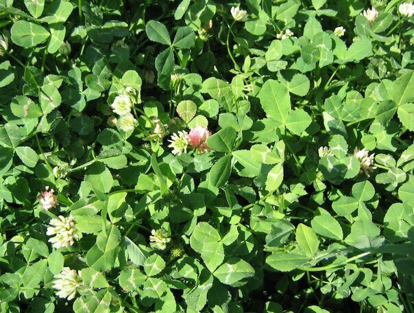 Monsterbuck Fixation Balansa Clover 3 Lb