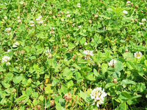 Monsterbuck Ladino Clover 3 Lb