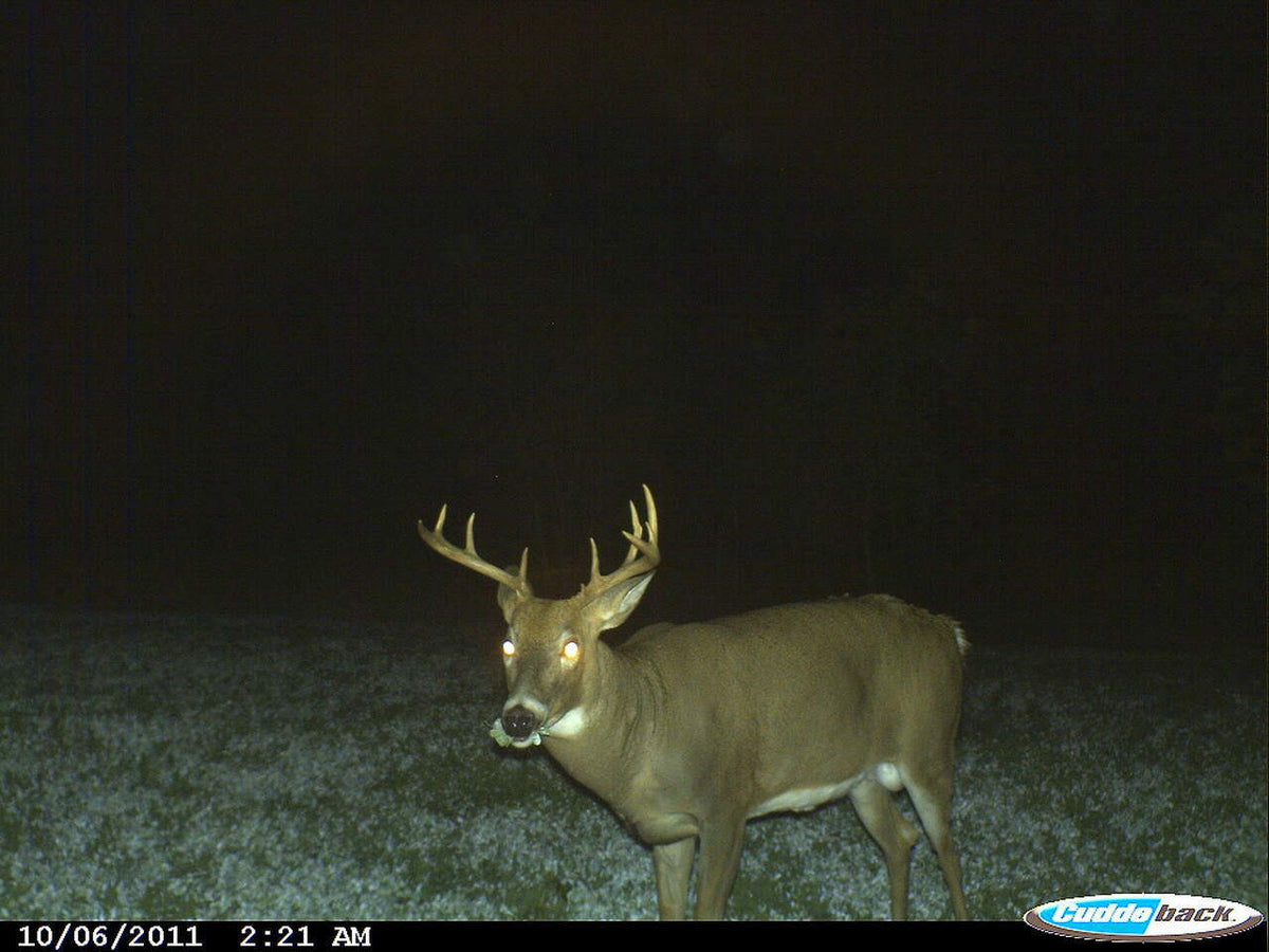 Monsterbuck Ladino Clover 3 Lb