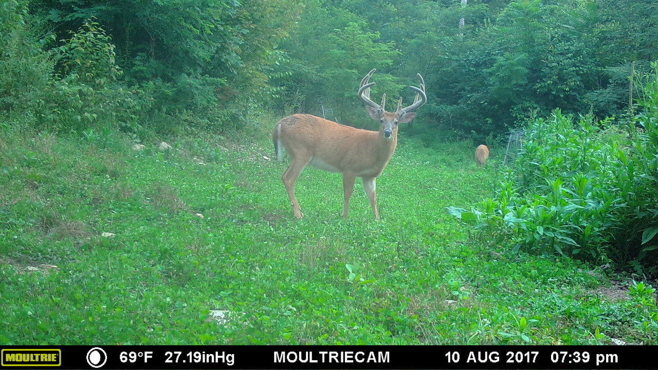 Monsterbuck Frosty Berseem Clover 3 Lb