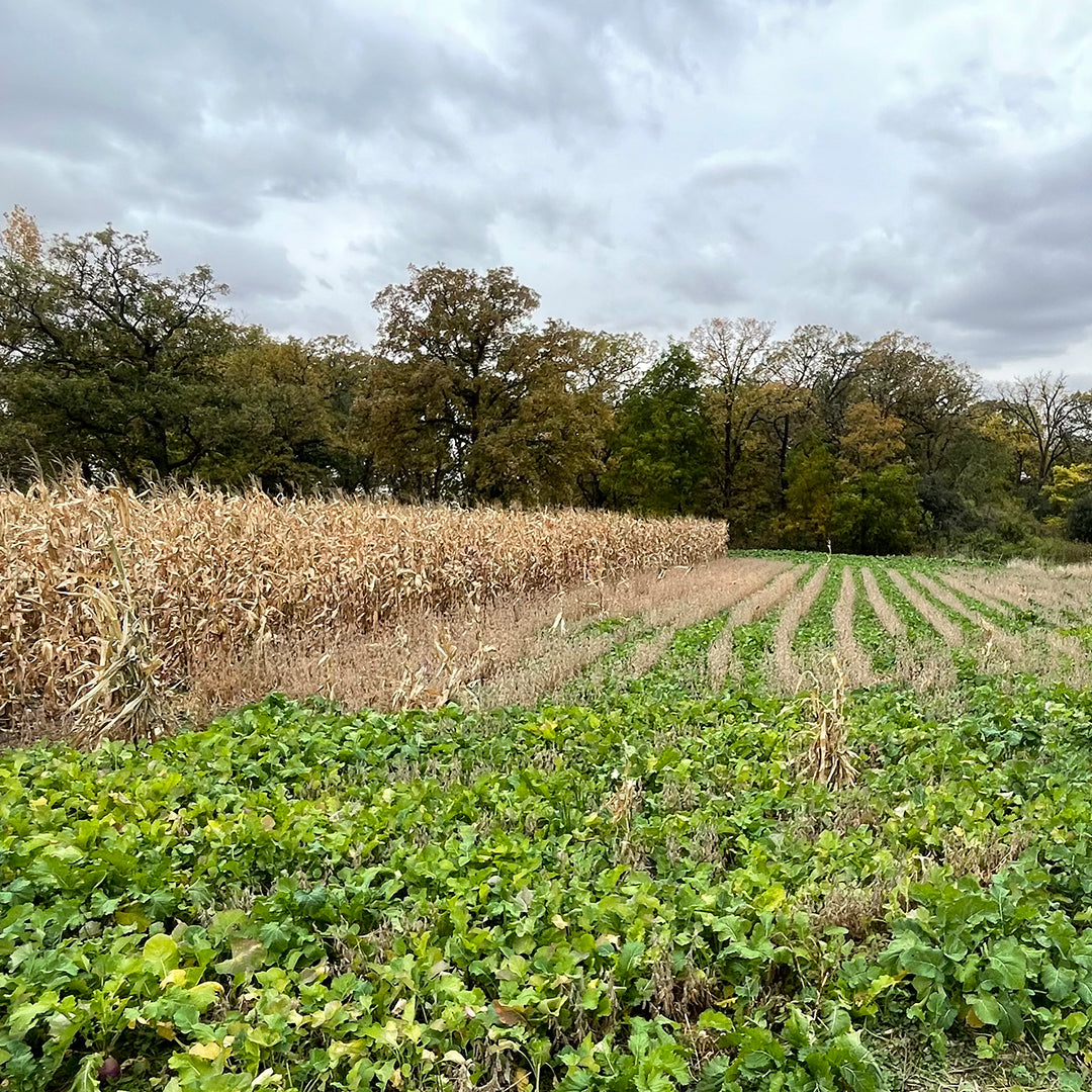 Monsterbuck Overcast 12 Lb = 1 Acre