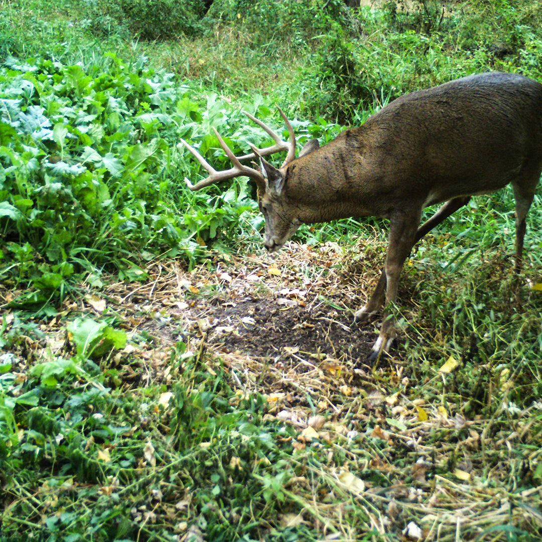 Monsterbuck Rut Greens Plus Cold Climate 11 Lb
