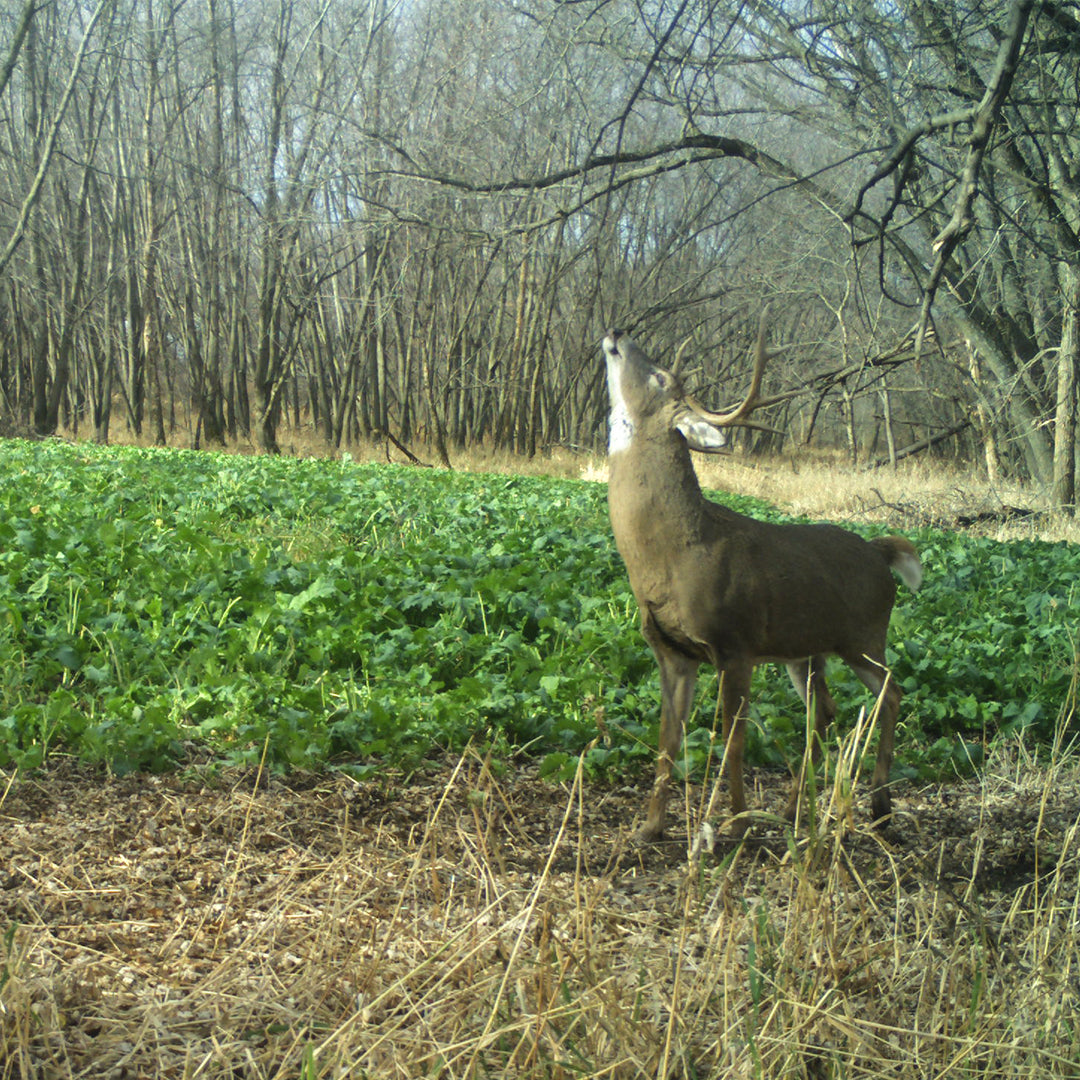 Rut Greens Plus Cold Climate 5.5 LB