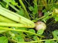 Monsterbuck Sugar Beets 3 Lb