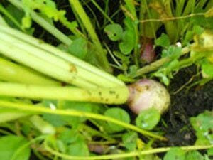 Monsterbuck Sugar Beets 3 Lb
