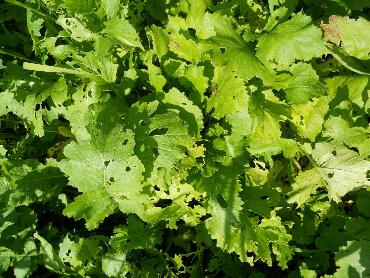 Monsterbuck Sugar Beets 3 Lb