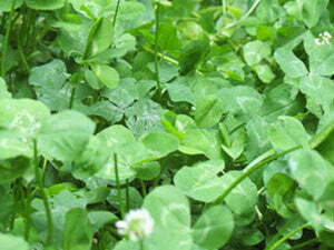 Monsterbuck White Dutch Clover 9 Lb