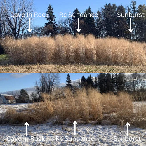 Monsterbuck RC Sundance Switchgrass 8 LB