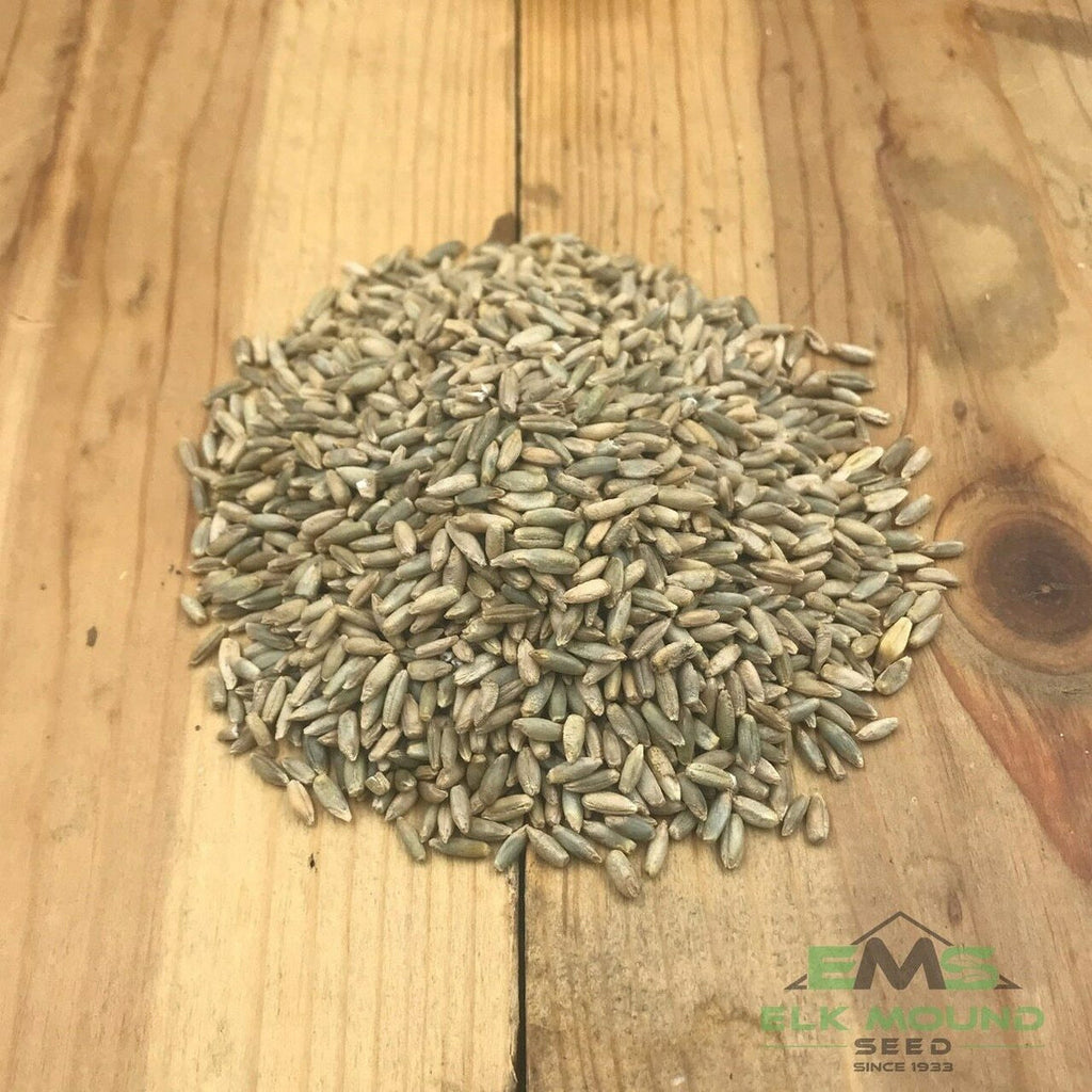Winter Rye 50 Lb Bag Seed 200-300 Lbs Per Acre in a Stand Alone Plot