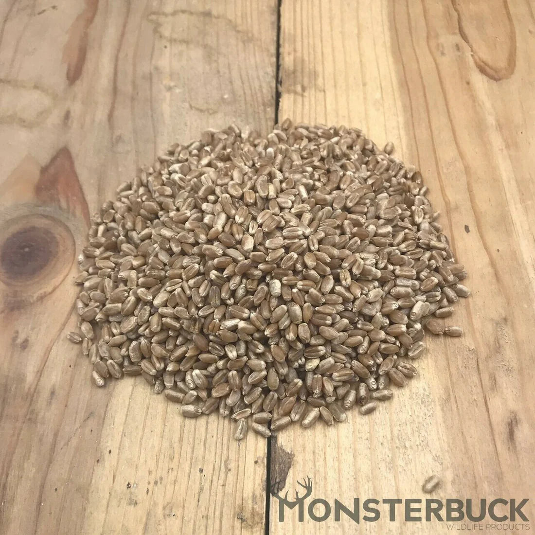 Winter Wheat 50 LB Bag Seed at 200-300 Pounds Per Acre in a Stand Alone Plot