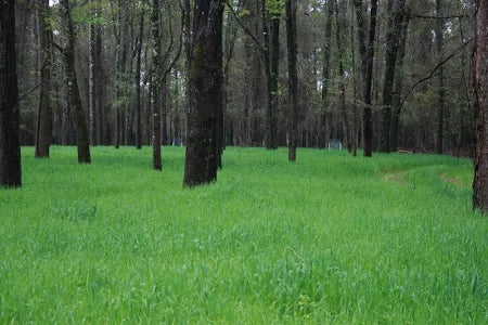Buck Forage Oats 50# Bag Plants 1/2 Acre